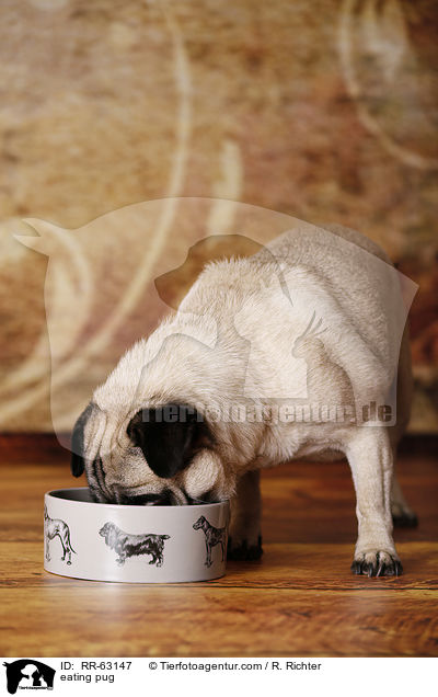 fressender Mops / eating pug / RR-63147