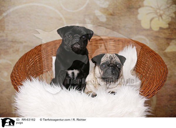 Mpse / pugs / RR-63162