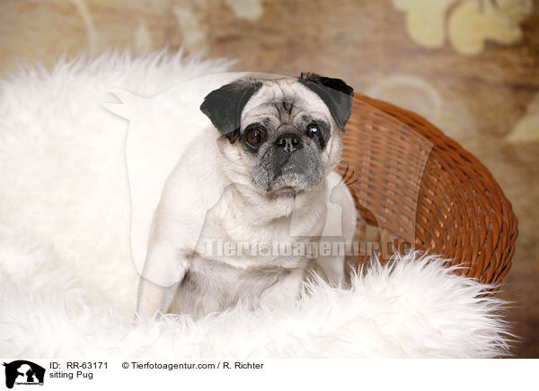 sitzender Mops / sitting Pug / RR-63171