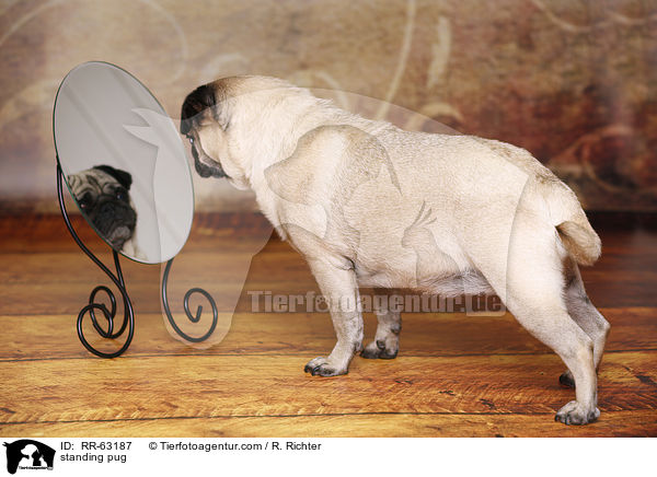 standing pug / RR-63187