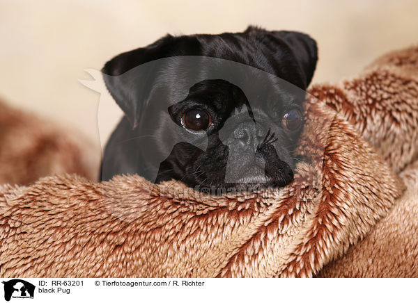 schwarzer Mops / black Pug / RR-63201