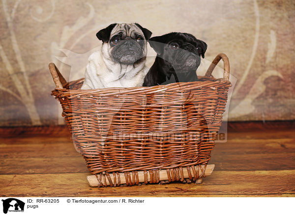Mpse / pugs / RR-63205