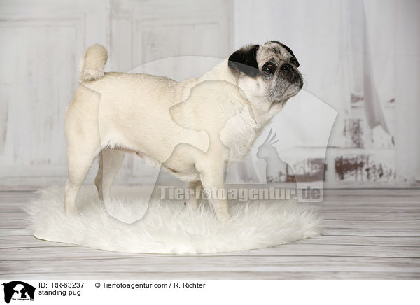 stehender Mops / standing pug / RR-63237
