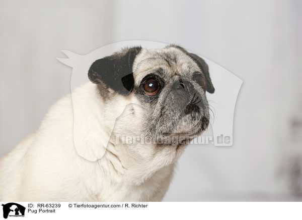 Mops Portrait / Pug Portrait / RR-63239