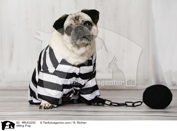sitzender Mops / sitting Pug / RR-63250