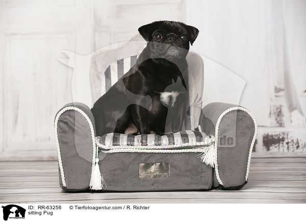 sitting Pug / RR-63256