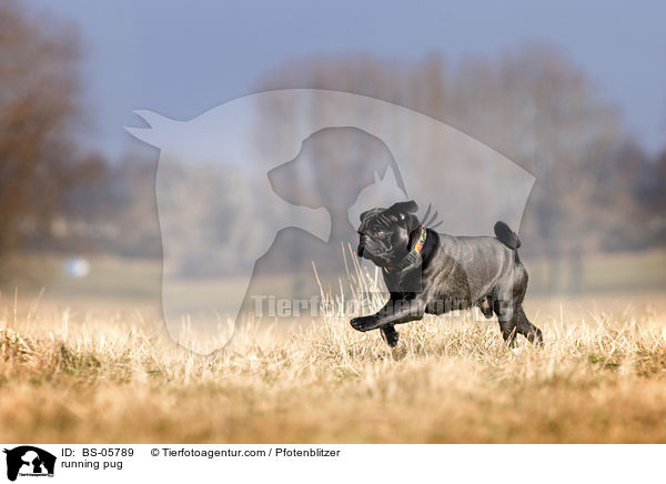 rennender Mops / running pug / BS-05789