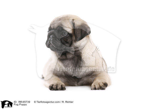 Mops Welpe / Pug Puppy / RR-65739