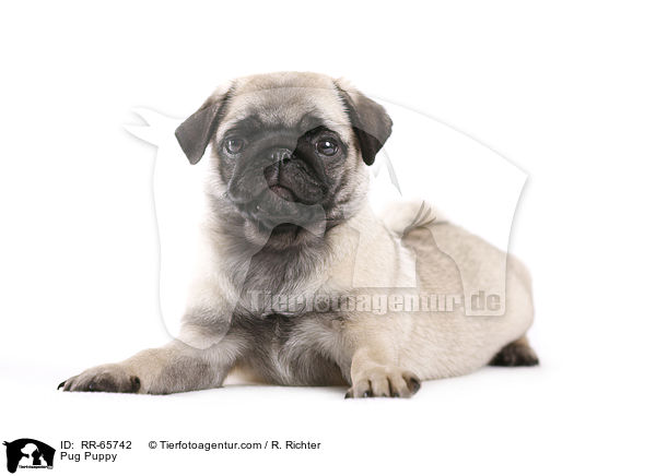 Mops Welpe / Pug Puppy / RR-65742