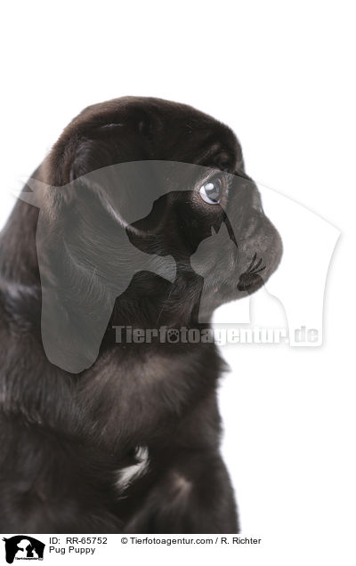 Mops Welpe / Pug Puppy / RR-65752