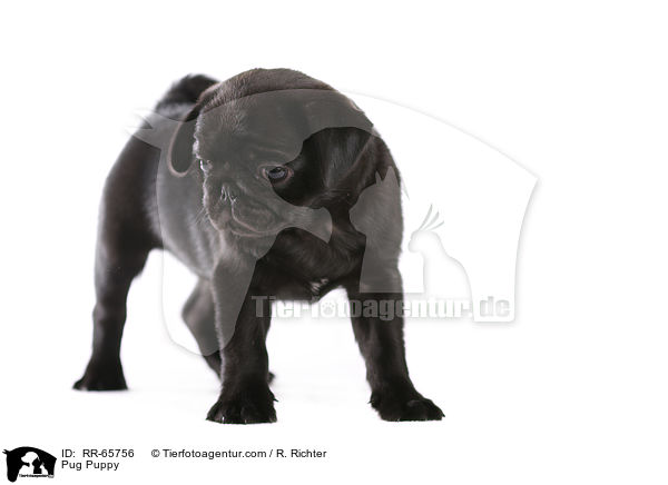 Mops Welpe / Pug Puppy / RR-65756