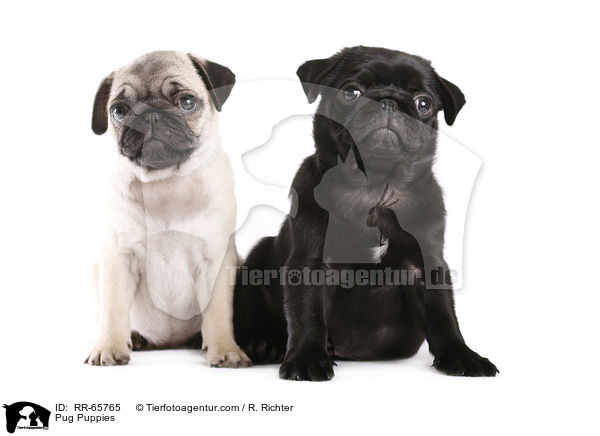 Mops Welpen / Pug Puppies / RR-65765