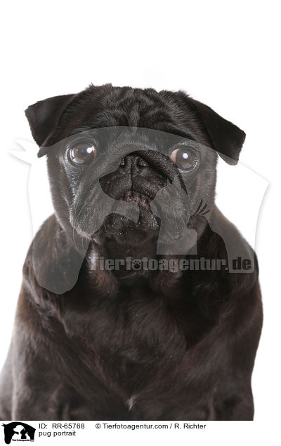 Mops Portrait / pug portrait / RR-65768