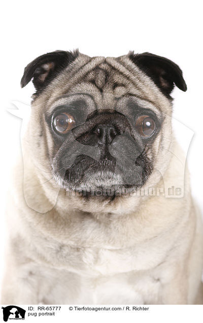 Mops Portrait / pug portrait / RR-65777