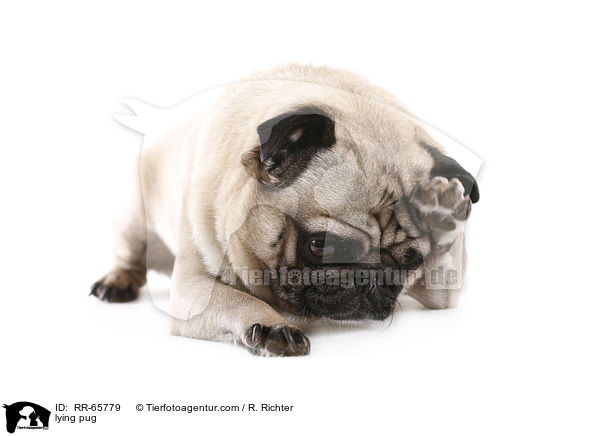 liegender Mops / lying pug / RR-65779