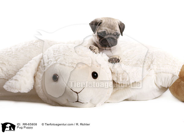 Mops Welpe / Pug Puppy / RR-65808