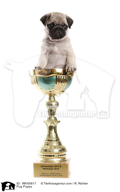 Mops Welpe / Pug Puppy / RR-65811