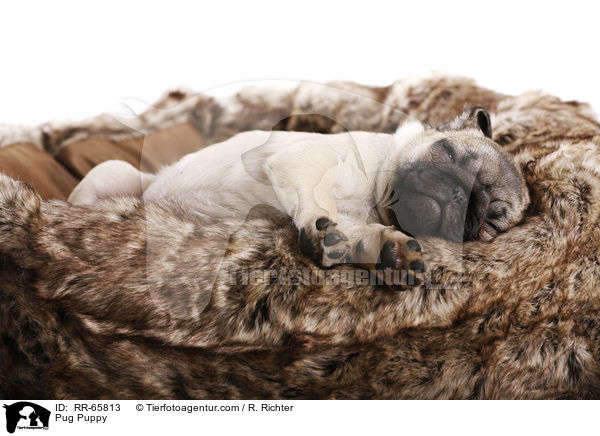 Mops Welpe / Pug Puppy / RR-65813