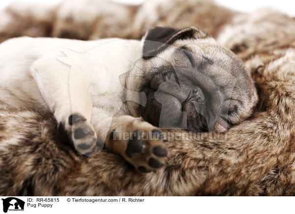 Mops Welpe / Pug Puppy / RR-65815