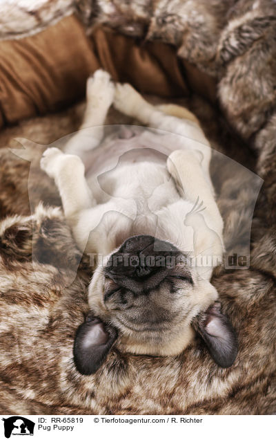Mops Welpe / Pug Puppy / RR-65819