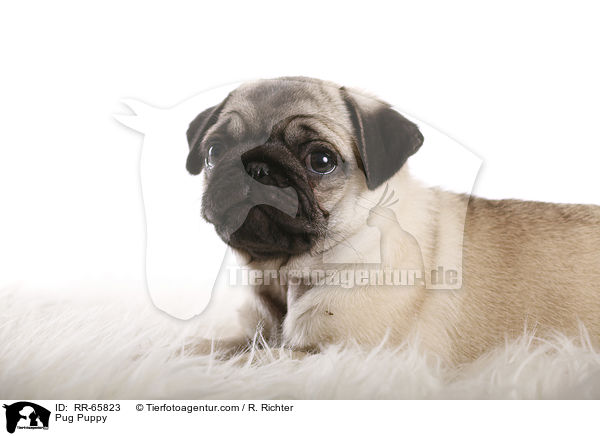 Mops Welpe / Pug Puppy / RR-65823