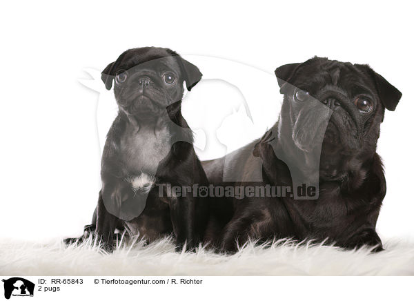 2 Mpse / 2 pugs / RR-65843