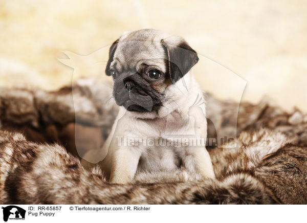 Mops Welpe / Pug Puppy / RR-65857