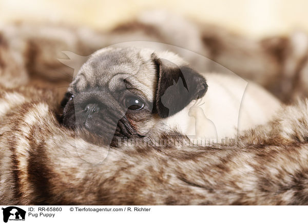Mops Welpe / Pug Puppy / RR-65860