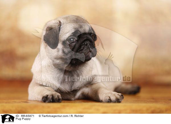 Mops Welpe / Pug Puppy / RR-65871