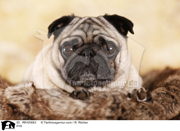 Mops / pug / RR-65883