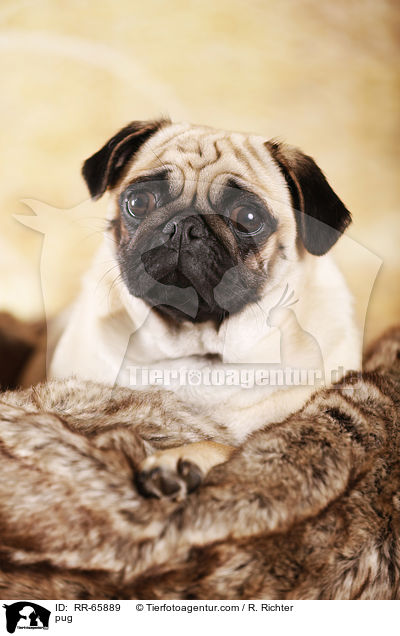 Mops / pug / RR-65889