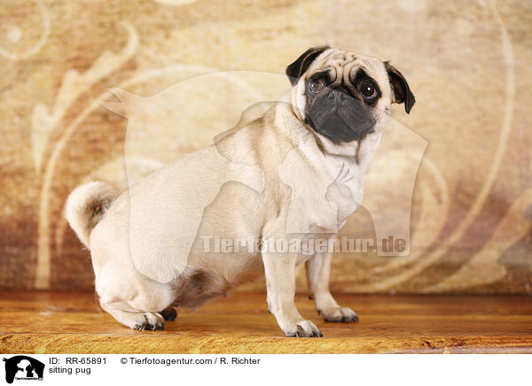sitzender Mops / sitting pug / RR-65891