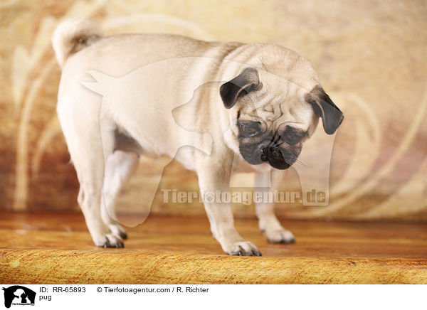 Mops / pug / RR-65893