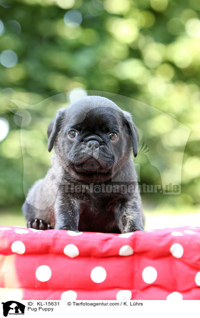 Mops Welpe / Pug Puppy / KL-15631