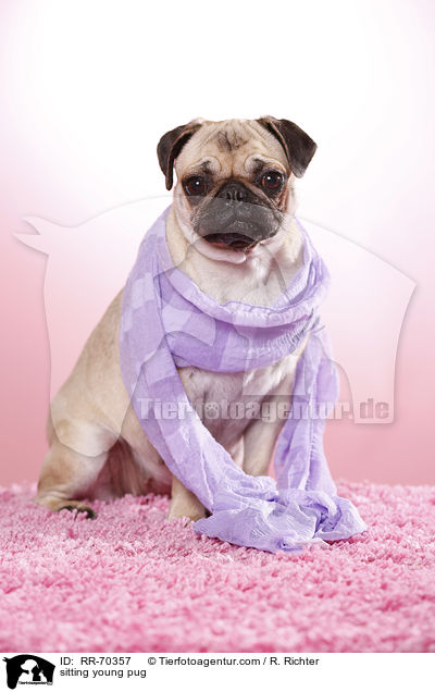 sitzender junger Mops / sitting young pug / RR-70357