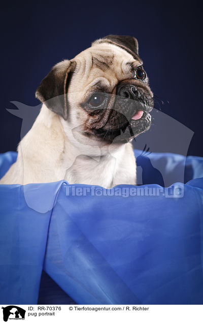 Mops Portrait / pug portrait / RR-70376
