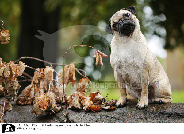 sitzender junger Mops / sitting young pug / RR-70435