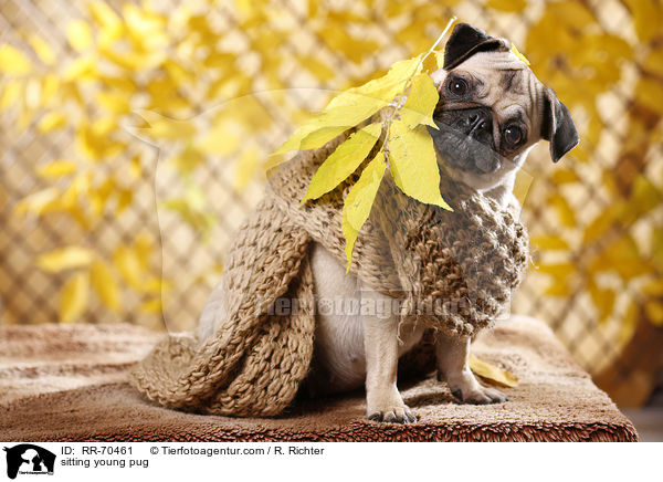 sitzender junger Mops / sitting young pug / RR-70461
