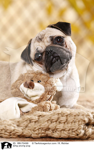 liegender junger Mops / lying young pug / RR-70499