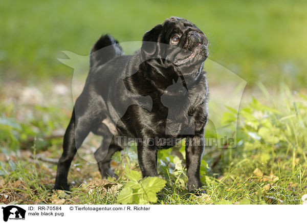 schwarzer Mops Rde / male black pug / RR-70584