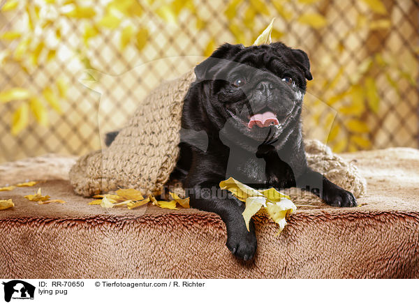 liegender Mops / lying pug / RR-70650