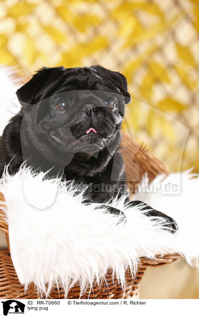 liegender Mops / lying pug / RR-70660
