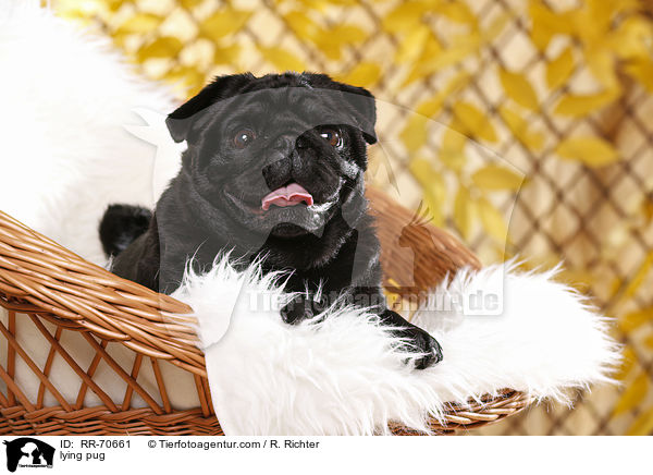 liegender Mops / lying pug / RR-70661