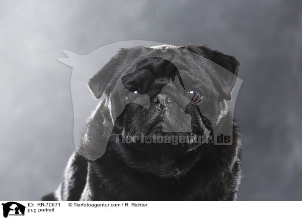 Mops Portrait / pug portrait / RR-70671