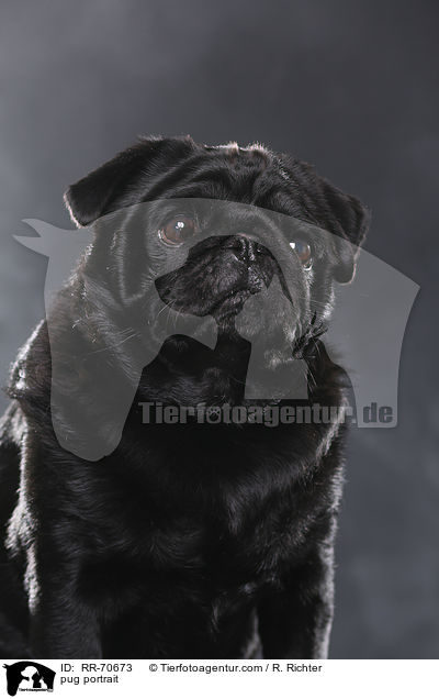 Mops Portrait / pug portrait / RR-70673