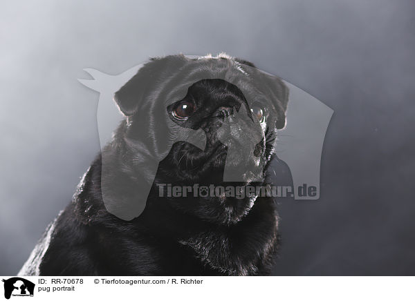 Mops Portrait / pug portrait / RR-70678