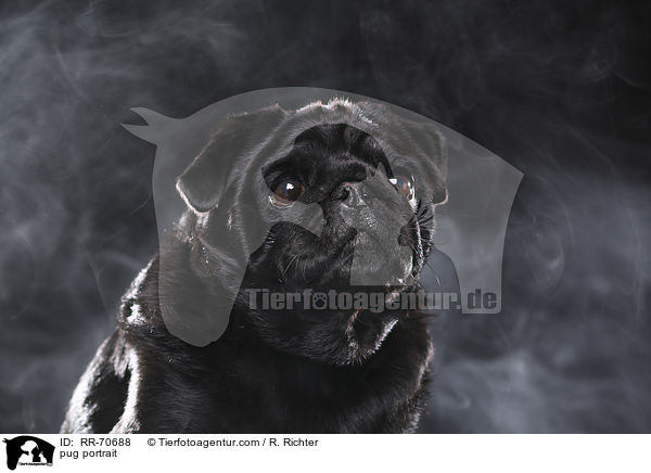 Mops Portrait / pug portrait / RR-70688
