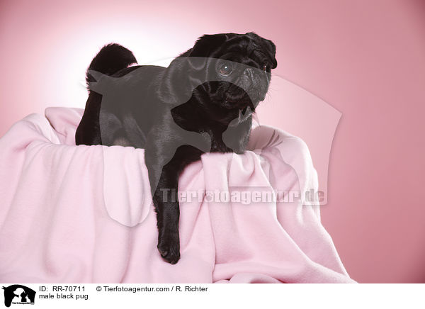 schwarzer Mops Rde / male black pug / RR-70711