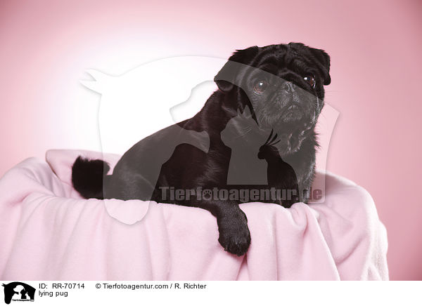 liegender Mops / lying pug / RR-70714