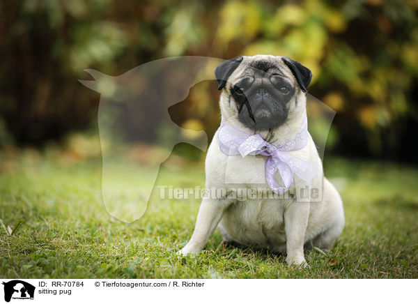 sitzender Mops / sitting pug / RR-70784